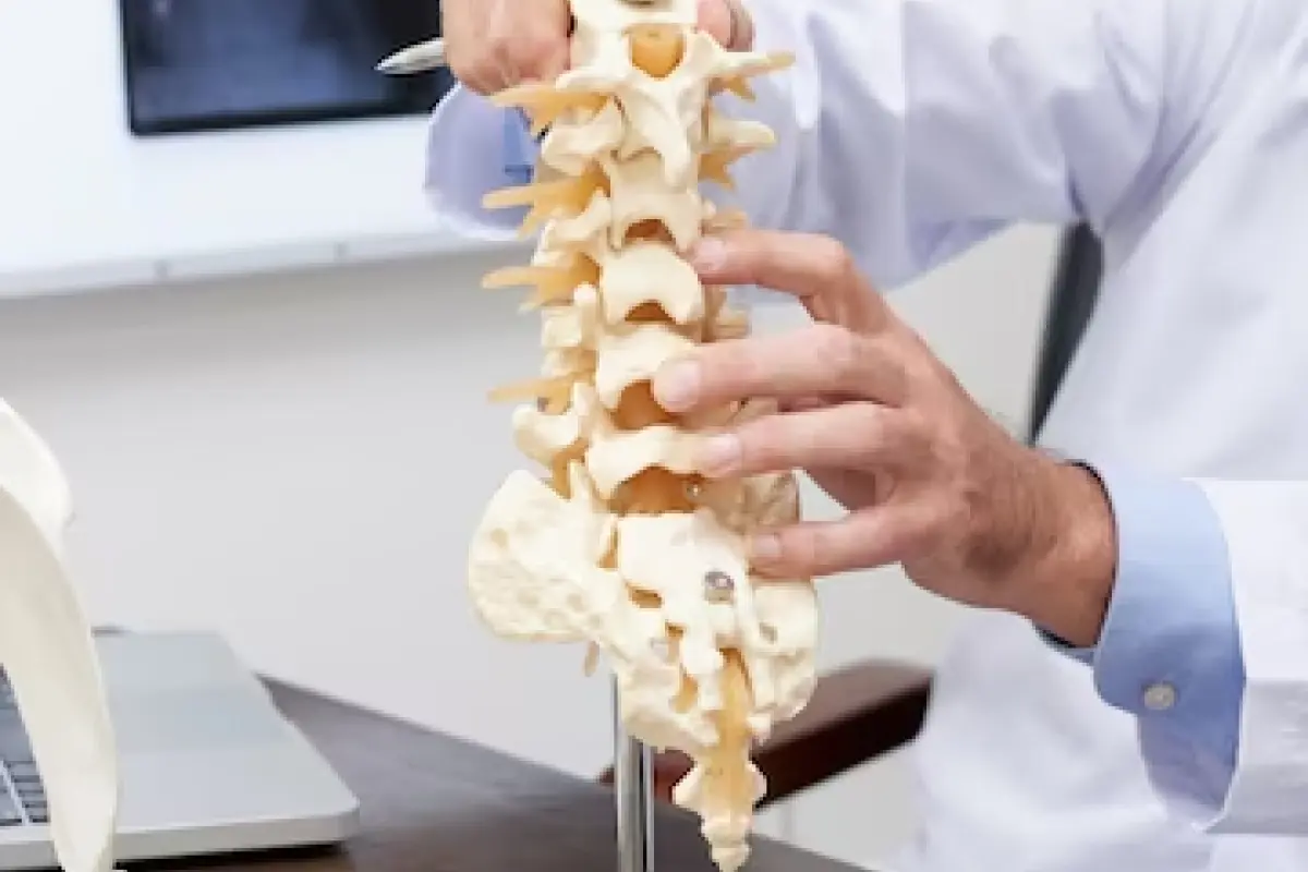 spinal cord